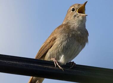 Jallikattu protests inspire Assamese to seek revoke of ban on Bulbuli fights marring Bihu fun