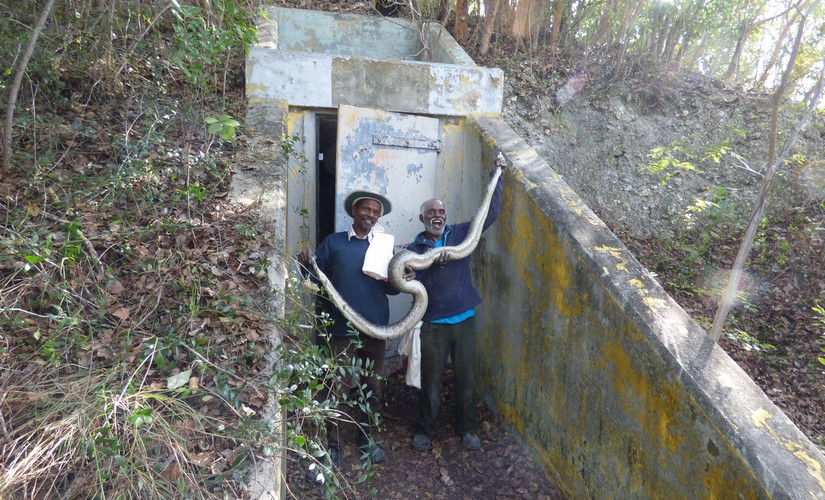 Florida's war on Pythons has a new key player — the Irula of Tamil Nadu Florida's war on Pythons has a new key player — the Irula of Tamil Nadu