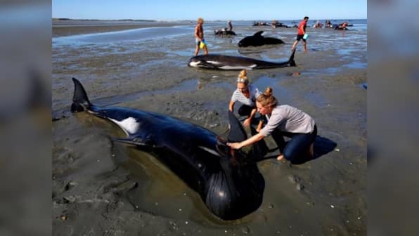 New Zealand rescuers form human chain to help stranded whales after 300 died