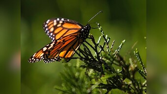 The butterfly effect: Extinction of fluttering moth puts your child's life in danger, affects balance of nature