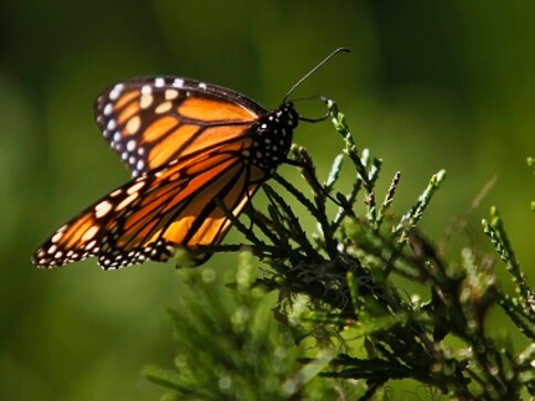 The butterfly effect: Extinction of fluttering moth puts your child's life in danger, affects balance of nature The butterfly effect: Extinction of fluttering moth puts your child's life in danger, affects balance of nature