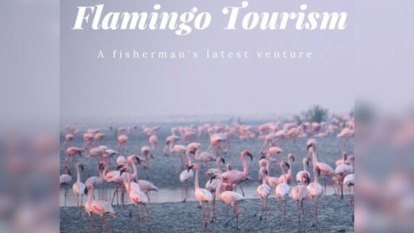 Flamingo watching in Mumbai: Winged visitors arrive for winter date