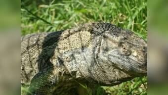 Delhi: Four monitor lizards die after being taken out of hibernation without permission by zoo ranger
