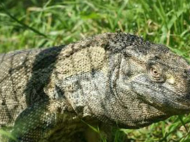 Delhi: Four monitor lizards die after being taken out of hibernation without permission by zoo ranger Delhi: Four monitor lizards die after being taken out of hibernation without permission by zoo ranger