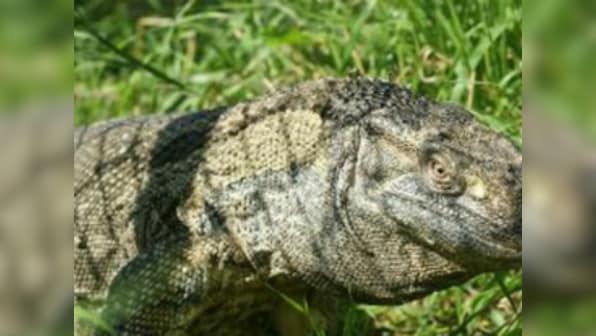 Delhi: Four monitor lizards die after being taken out of hibernation without permission by zoo ranger