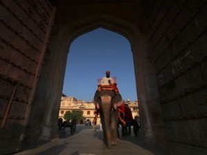 Court orders police to probe cruelty against elephants used for joyrides in Jaipur's Amber Fort Court orders police to probe cruelty against elephants used for joyrides in Jaipur's Amber Fort