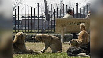Culling stray dogs: Civic bodies are inflicting needless suffering on man's best friend