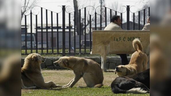 Culling stray dogs: Civic bodies are inflicting needless suffering on man's best friend