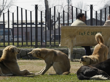 Culling stray dogs: Civic bodies are inflicting needless suffering on man's best friend Culling stray dogs: Civic bodies are inflicting needless suffering on man's best friend