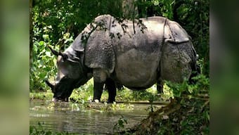 Kaziranga-BBC row: Do we need to rethink how we conserve an endangered species?