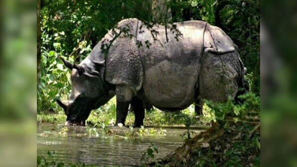 Kaziranga-BBC row: Do we need to rethink how we conserve an endangered species?