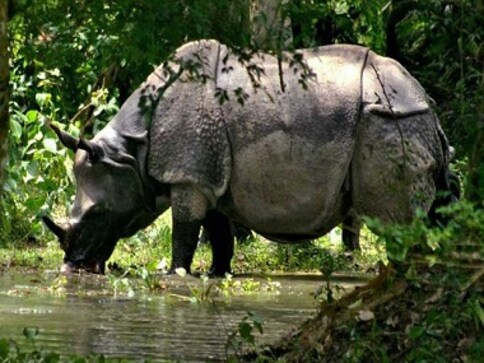 Kaziranga-BBC row: Do we need to rethink how we conserve an endangered species? Kaziranga-BBC row: Do we need to rethink how we conserve an endangered species?