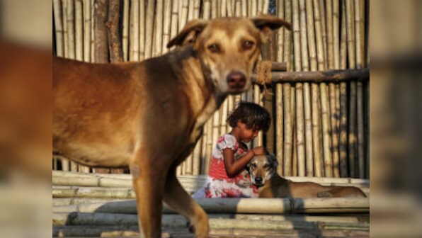 Holi 2017: How to ensure the festival of colours is happy for animals too