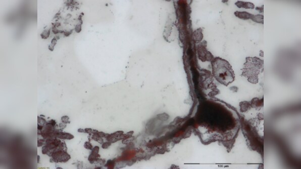 World's oldest known fossils found in Canada, says report