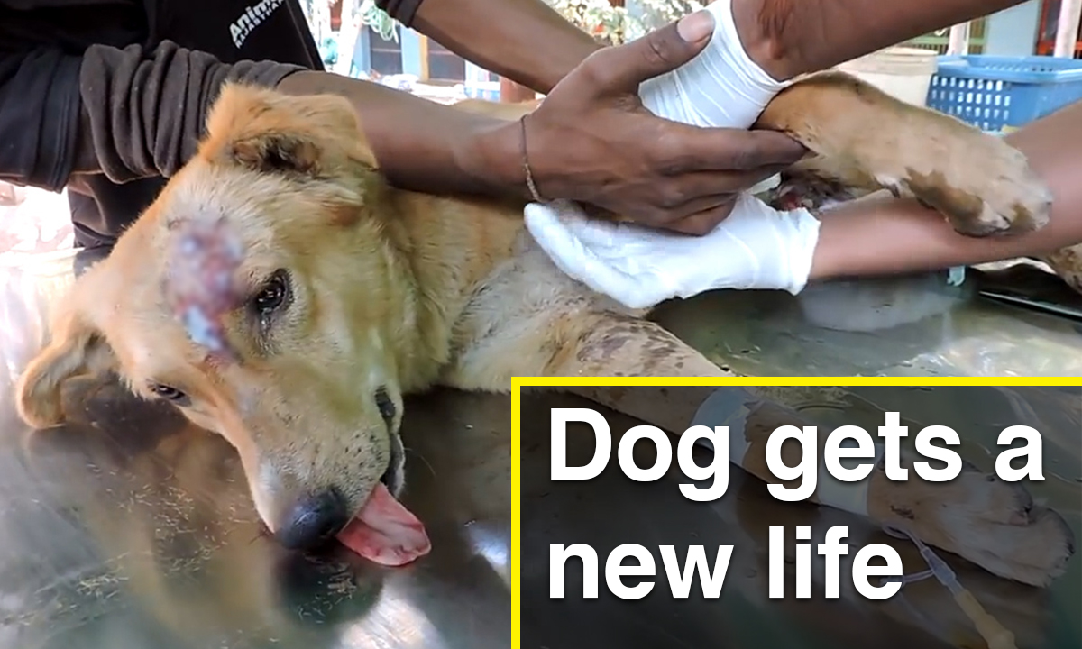 Watch: Here's the story of Goldie the dog's miraculous road to recovery Watch: Here's the story of Goldie the dog's miraculous road to recovery
