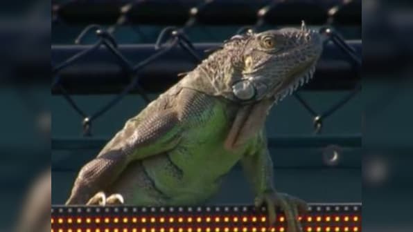 Miami Open: Watch a giant iguana halt a match, pose for selfie and run across court to the delight of fans