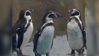 WATCH: As Byculla Zoo's Humboldt Penguins go on display, here's a sneak peek