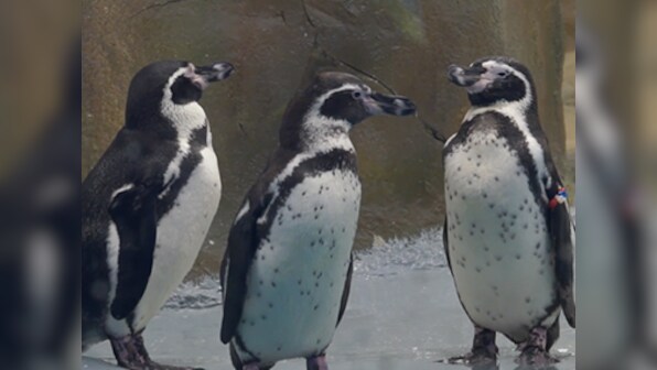 WATCH: As Byculla Zoo's Humboldt Penguins go on display, here's a sneak peek