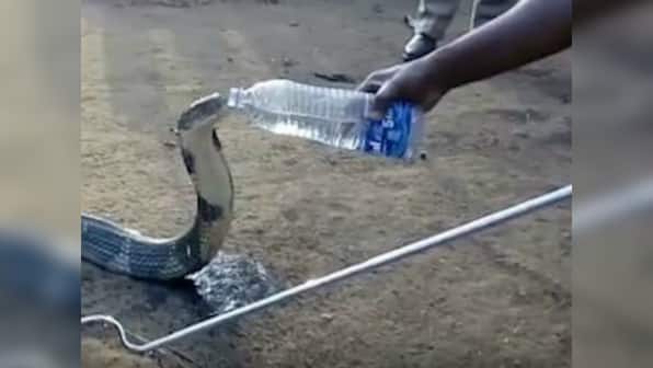 King Cobra drinking water: After video goes viral, conservationist cautions against charming snakes with human hospitality