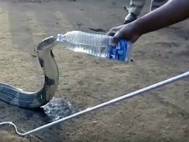 King Cobra drinking water: After video goes viral, conservationist cautions against charming snakes with human hospitality King Cobra drinking water: After video goes viral, conservationist cautions against charming snakes with human hospitality