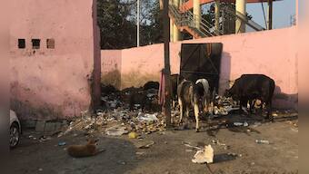 UP Election 2017: Will BJP suffer in Varanasi with millenials unhappy with MP Narendra Modi?