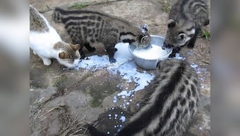 Tirumala Tirupati Devasthanams temple wants to rear endangered civet cats: Here's why