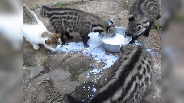 Tirumala Tirupati Devasthanams temple wants to rear endangered civet cats: Here's why