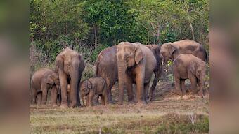 India's giant refugees: On the outskirts of Bhubaneshwar, a man-elephant conflict is mounting