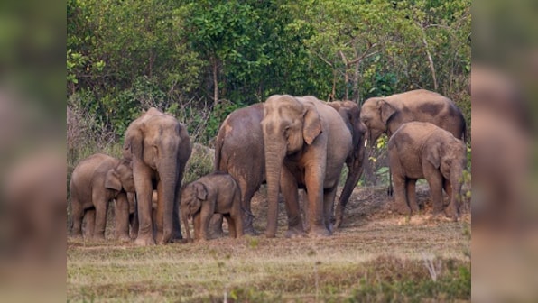 Kerala: Man-elephant conflict being pushed to the brink by breaking up of natural corridors
