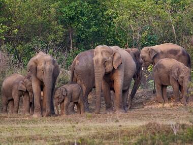 India's giant refugees: On the outskirts of Bhubaneshwar, a man-elephant conflict is mounting