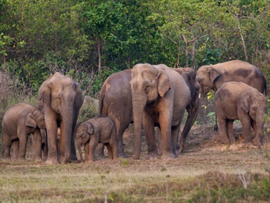 Kerala: Man-elephant conflict being pushed to the brink by breaking up of  natural corridors-India News , Firstpost