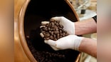 Jackfruit seeds could substitute cocoa beans to make chocolate