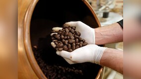 Jackfruit seeds could substitute cocoa beans to make chocolate