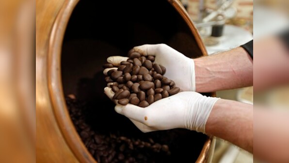 Jackfruit seeds could substitute cocoa beans to make chocolate