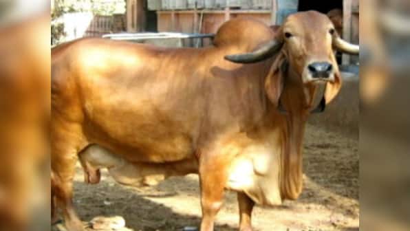 Police seized 4 cow hides, 18 kg suspected beef in Haryana's Palwal district; accused at large