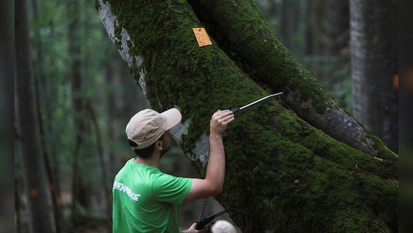 Global warming: Scientists develop 'sci-fi' forest in UK to track effects of increasing CO2 levels