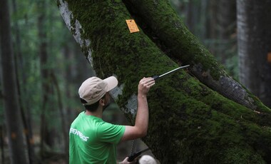 Global warming: Scientists develop 'sci-fi' forest in UK to track effects of increasing CO2 levels