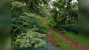 Sanjay Gandhi National Park: Expect to see Jaguars, Impalas and Beetles... the cars, that is