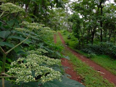 Sanjay Gandhi National Park: Expect to see Jaguars, Impalas and Beetles... the cars, that is Sanjay Gandhi National Park: Expect to see Jaguars, Impalas and Beetles... the cars, that is