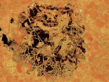 Swedish scientists discover world's oldest fungus in lava rocks found in South Africa Swedish scientists discover world's oldest fungus in lava rocks found in South Africa