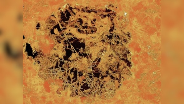 Swedish scientists discover world's oldest fungus in lava rocks found in South Africa