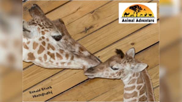 Record breaking April The Giraffe livestream ends this week
