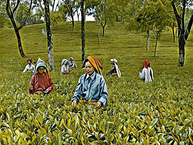 Amid the tea plantations of Jalpaiguri, West Bengal, what drives the hunt for 'witches' Amid the tea plantations of Jalpaiguri, West Bengal, what drives the hunt for 'witches'