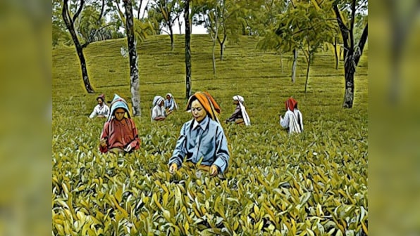 Amid the tea plantations of Jalpaiguri, West Bengal, what drives the hunt for 'witches'