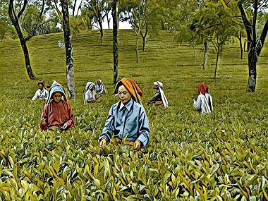 Amid the tea plantations of Jalpaiguri, West Bengal, what drives the hunt for 'witches'