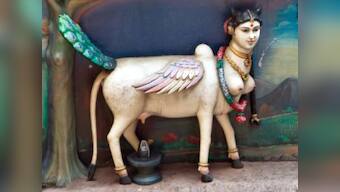 Cow slaughter ban fuelled by religious reasons, but unless we stop our hypocrisy, problems will persist
