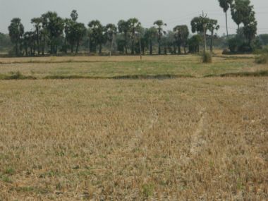 South India's Drought Part 3: Parched lands in Nagapattinam lead to distress migration South India's Drought Part 3: Parched lands in Nagapattinam lead to distress migration