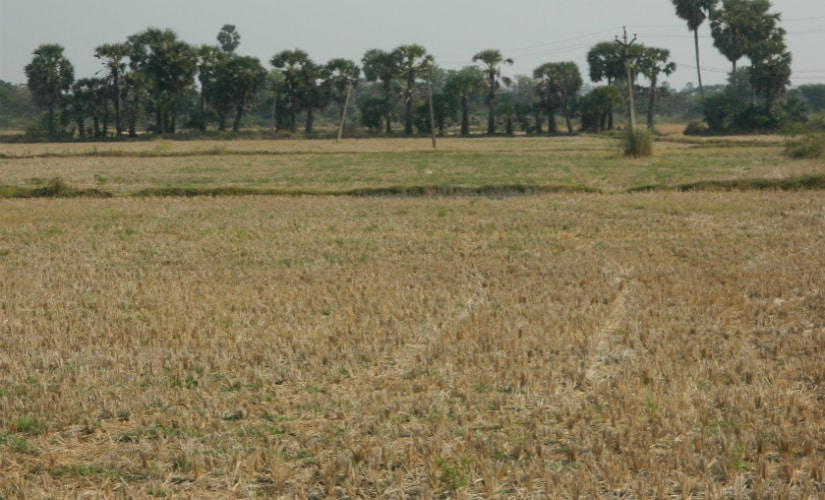 A parched land in Tamil Nadu's Nagapattinam district. Photo courtesy: Divya Karthikeyan