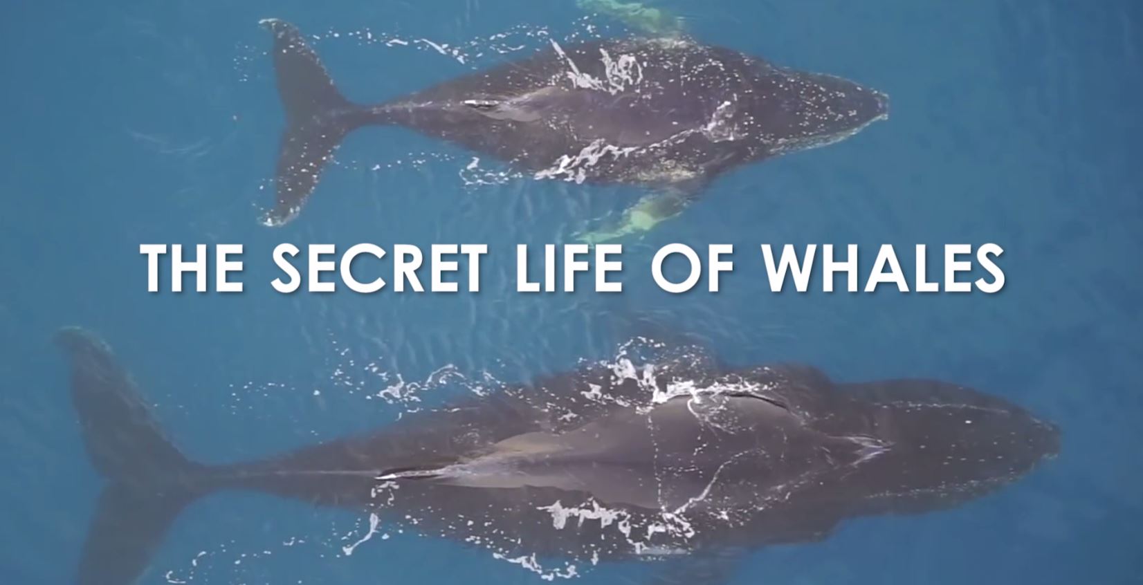 Watch: What the world of Antarctic Whales looks like-World News , Firstpost