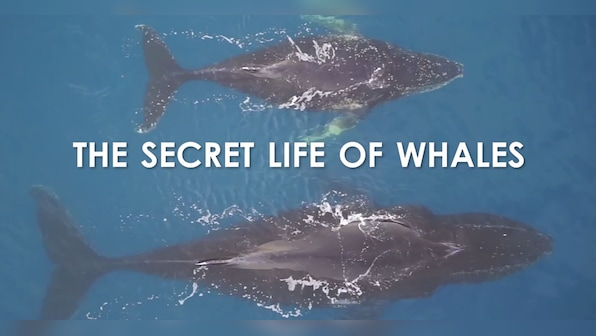 Watch: What the world of Antarctic Whales looks like